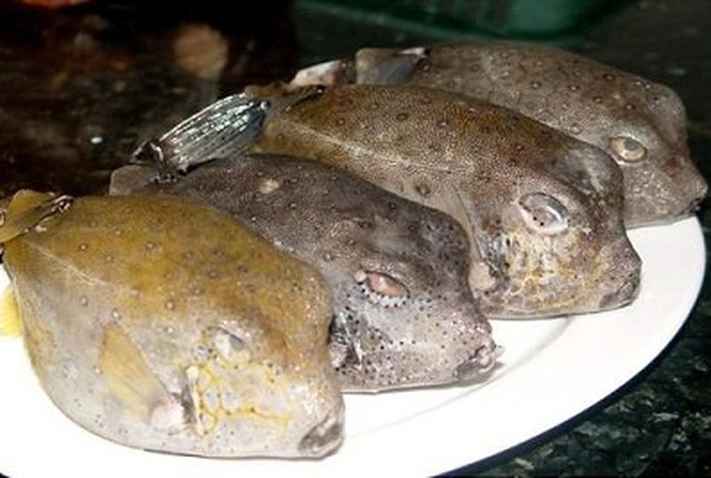 Tin tức đời sống mới nhất ngày 22/9/2020: Ăn cá mặt thỏ, người đàn ông bị hôn mê, liệt toàn thân