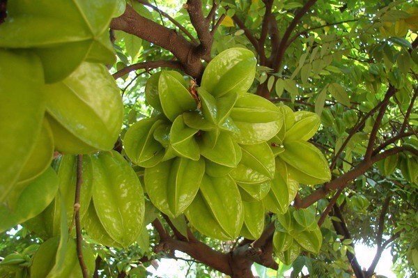 4 cách chữa tóc bạc sớm bằng khế chua cực hiệu quả, áp dụng ngay!