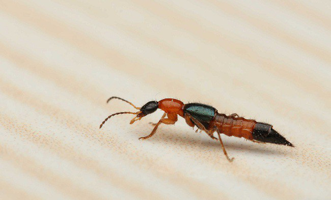 4 mẹo hay đuổi kiến ba khoang nhanh chân bỏ chạy, cả đời không dám bén mảng tới gần