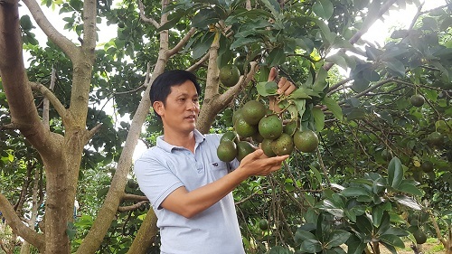 Bơ booth vào mùa thu hoạch, nhưng nông dân khốn đốn vì giá trượt dốc không phanh