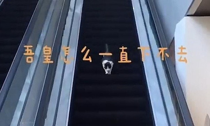 Video: Chú mèo chạy ngược thang cuốn gây 