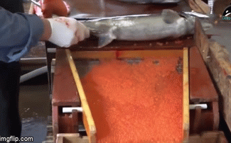 Video: Đã mắt màn lấy trứng cá hồi tươi ngon, quý giá