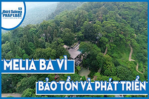 Melia Ba Vì - Bảo tồn để phát triển, phát triển để bảo tồn