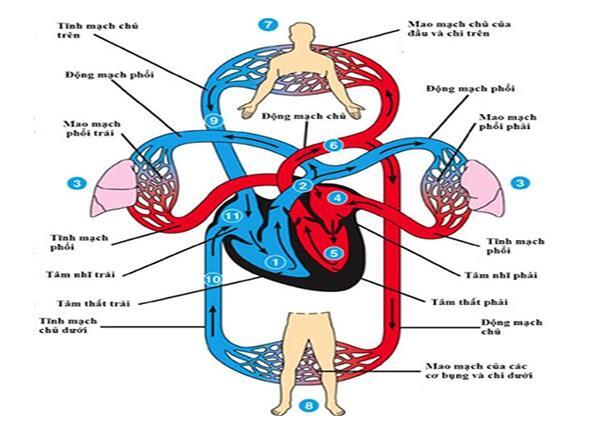 Bác sĩ Dược Sài Gòn nói về cơ chế hoạt động của cơ tim