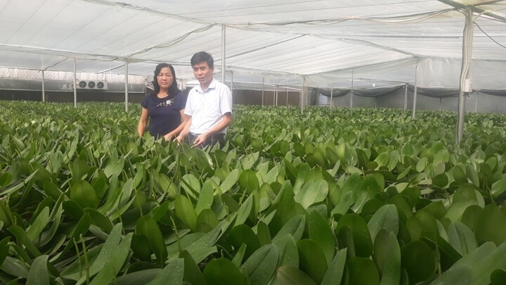 Bắc Ninh tạo đột phá mới từ nông nghiệp công nghệ cao 