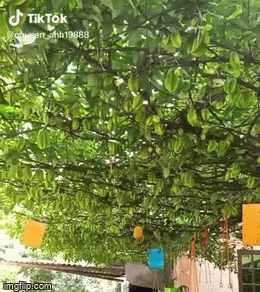 Video: Mãn nhãn với cây khế quả mọc chi chít như trong truyện cổ tích 