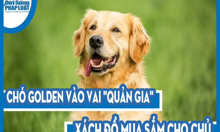 Video: Chó Golden vào vai 