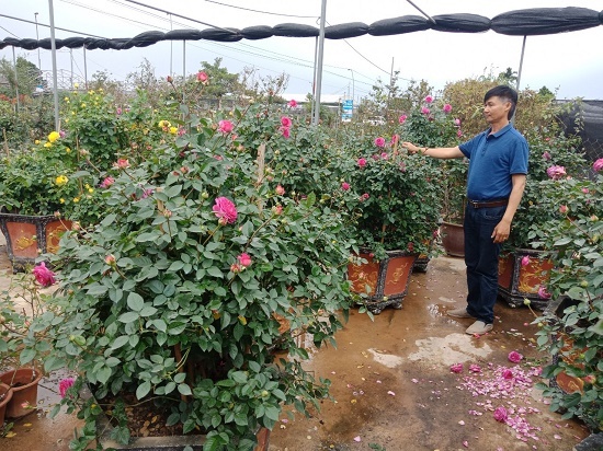 Hưng Yên: Làng nghề hoa cây cảnh Phụng Công, nhộn nhịp trước những ngày cận Tết