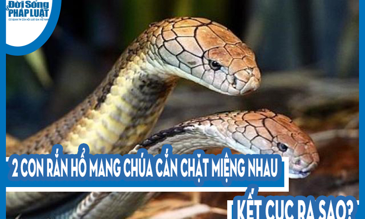 Video: 2 con rắn hổ mang chúa cắn chặt miệng nhau xoay tít, kết cục ra sao?
