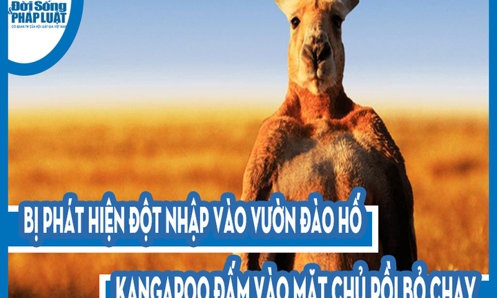 Video: Bị phát hiện đột nhập vào vườn đào hố, Kangaroo đấm vào mặt chủ rồi bỏ chạy