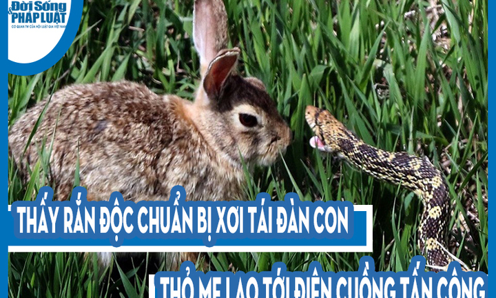 Video: Thấy rắn độc chuẩn bị xơi tái đàn con, thỏ mẹ lao tới điên cuồng tấn công