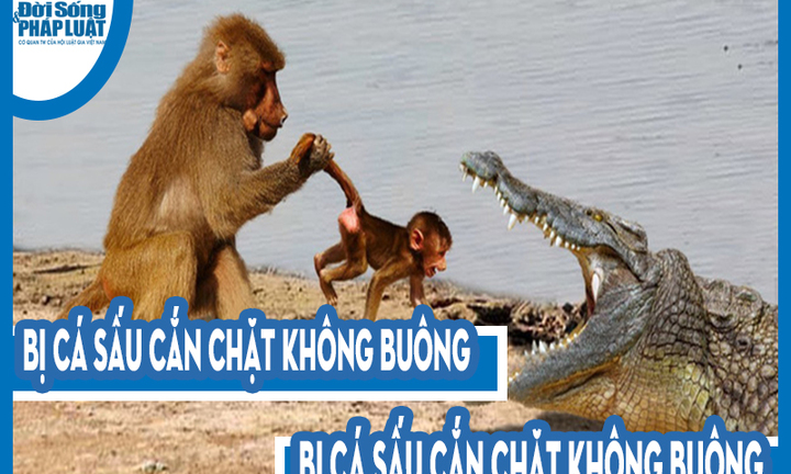 Video: Bị cá sấu cắn chặt không buông, khỉ quyết “tử chiến” và cái kết khó tin
