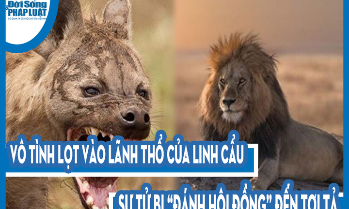 Video: Vô tình lọt vào lãnh thổ của linh cẩu, sư tử bị “đánh hội đồng” đến tơi tả