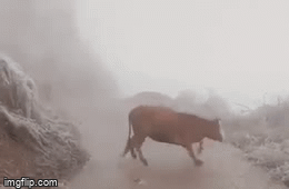 Video: Xót xa hình ảnh chú bò không đi vững trên đường đầy băng tuyết ở Lào Cai 