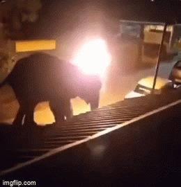 Video: Dậy sóng trước cảnh voi bị ném bánh xe bốc cháy vào đầu, đau đớn tìm cách bỏ chạy