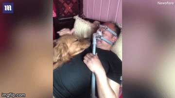 Video: Thấy chủ nhân đeo máy thở, chó cưng túc trực bên giường với biểu cảm khiến ai cũng xót xa