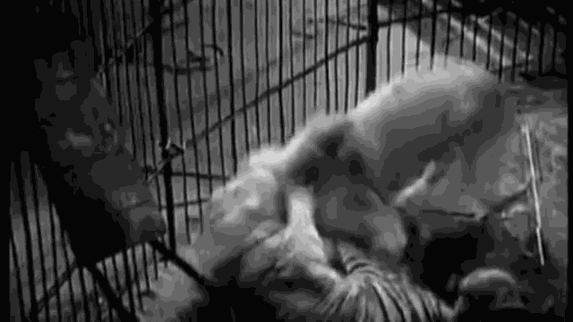 Đại chiến động vật: Sư tử nhận cú 