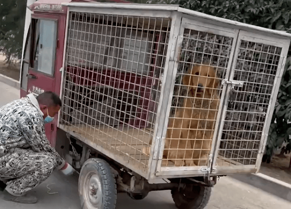 Giải cứu con chó sắp bị đưa đến lò mổ, người đàn ông vui sướng vì nhận “quà hồi đáp” quá lớn