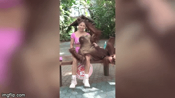 Video: Đười ươi tạo dáng chụp ảnh 