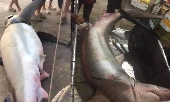 Cá mập gần 150kg mắc câu ở Quảng Trị: Ngư dân bán cho thương lái với giá bao nhiêu?