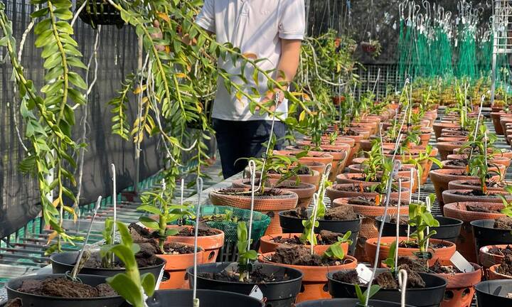 Nghệ nhân Đinh Quyền và vườn lan giá trị ở Ninh Bình