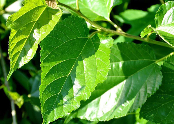 Công dụng chữa bệnh của vị thuốc tang diệp trong đông y