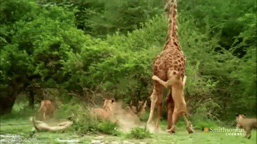 Video: Hươu cao cổ bị đàn sư tư cắn xé, dù phản đòn nhưng vẫn không thoát khỏi kết buồn