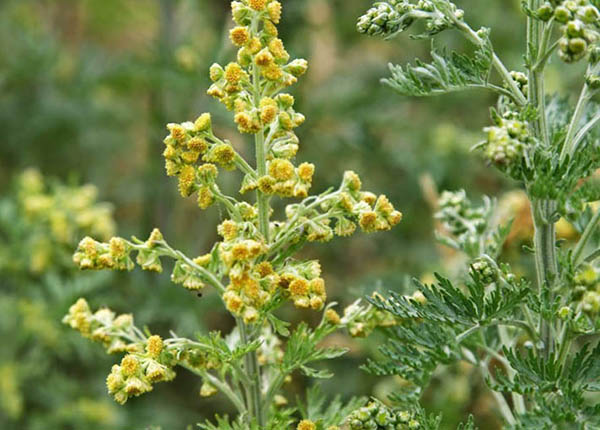 Tác dụng trong đông y của dược liệu thanh hao