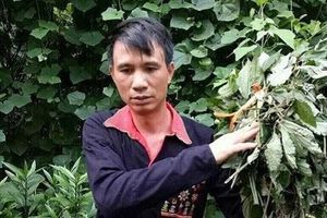 Liên thủ thảo dược núi Tản và thảo nữ Lang tạo ra “thần dược” chữa bệnh mất ngủ