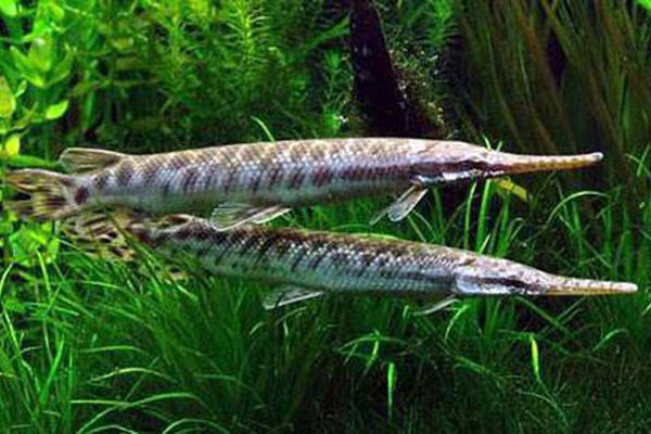 Ăn trứng cá sấu hỏa tiễn, 5 bà cháu 