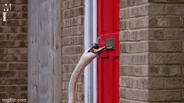 Video: Người đàn ông bị thiên nga khua khoắng hộp thư, 