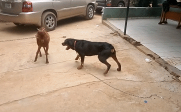 Video: Điên cuồng tấn công dê, chó Rottweiler vì sao hốt hoảng bỏ chạy?