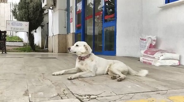 Chủ lên cơn đau tim đi cấp cứu, hành động của chú chó cưng khiến ai nấy ngỡ ngàng