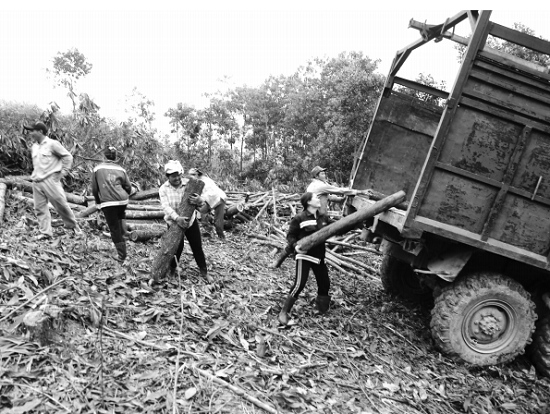 Xót xa phận nữ “phu keo”