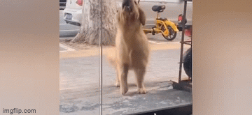 Video: Chú chó rủ cô gái đi chơi không được, giận dỗi, quẫy đuôi bỏ về