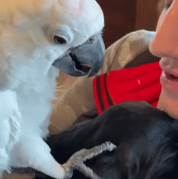 Video: Vẹt âu yếm chó con, nói