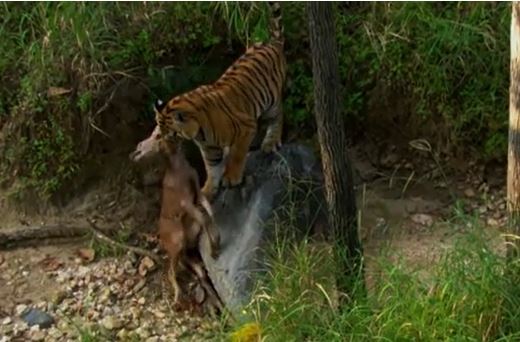 Video: Cận cảnh màn săn mồi nhanh gọn, chính xác của 