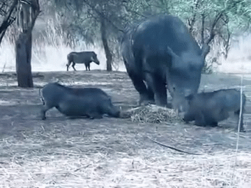 Video: Tranh đồ ăn với tê giác, lợn rừng bị húc tung lên trời
