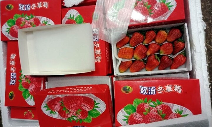 Thu giữ lô hàng dâu tây từ Trung Quốc nhập lậu vào Đà Lạt