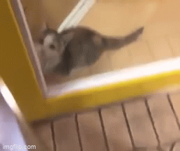 Video: “Lịm tim” trước phản ứng đáng yêu hết nấc của chú mèo nhỏ khi chủ về nhà