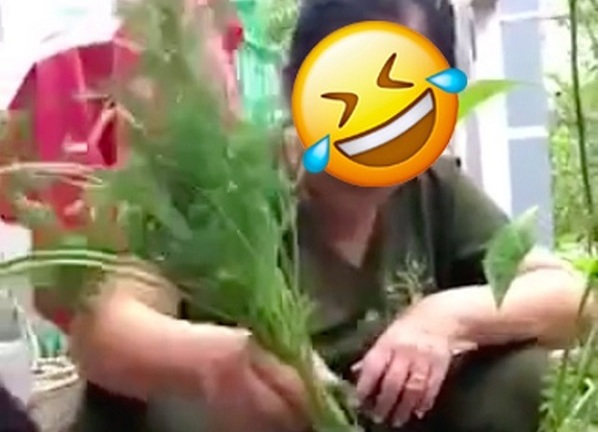 Hai bà cháu trồng cây cà rốt suốt 6 tháng trời, thành quả khiến cư dân mạng chỉ biết ôm bụng cười ngặt nghẽo