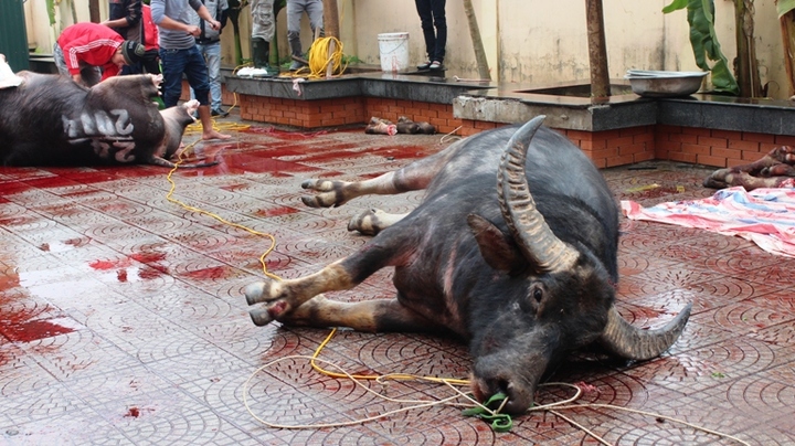 Mục sở thị màn xẻ thịt trâu chọi khiếp đảm tại Hà Nội