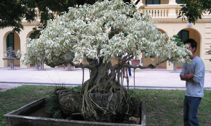 “Đọc vị” chiêu trò kiếm tiền “khủng” của giới lái buôn cây cảnh