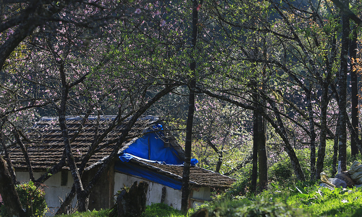 Ngất ngây ngắm hoa đào, mận Sa Pa nở muộn