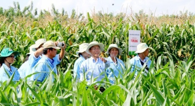 Bầu Đức bổ sung đầu tư vào trồng bắp tại Campuchia
