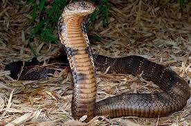 Bị rắn cắn chết vì mang rắn độc vào nhà nghỉ