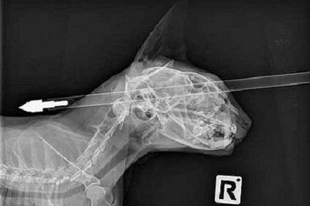 Chú mèo bị mũi tên xuyên hộp sọ thoát chết hy hữu