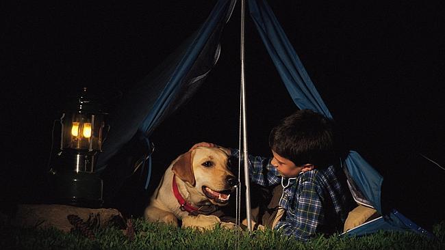 Chó bắn chủ bằng… súng