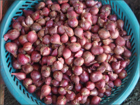 Muối dưa hành ngon giòn ngày Tết