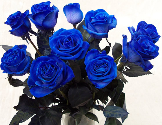 Quà độc Valentine: Hoa hồng xanh giá gần 2 triệu gây tranh cãi